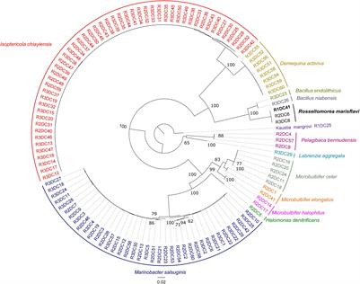 Insights Into the Cultivable Bacterial Fraction of Sediments From the Red Sea Mangroves and Physiological, Chemotaxonomic, and Genomic Characterization of Mangrovibacillus cuniculi gen. nov., sp. nov., a Novel Member of the Bacillaceae Family